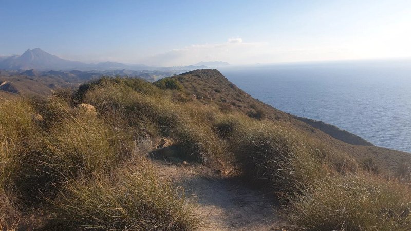 Lloma De Reixes