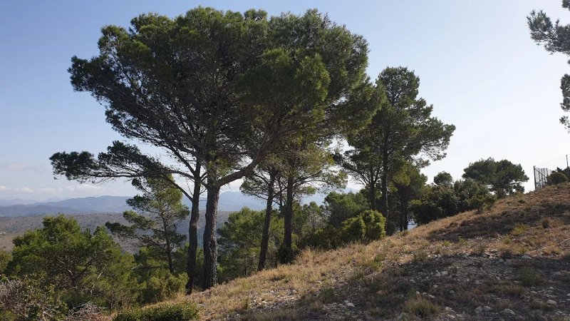 Observaciones Forestal Salviar