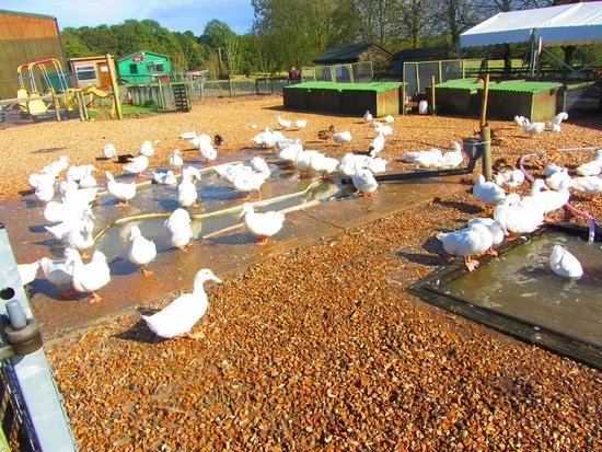 Longdown Activity Farm
