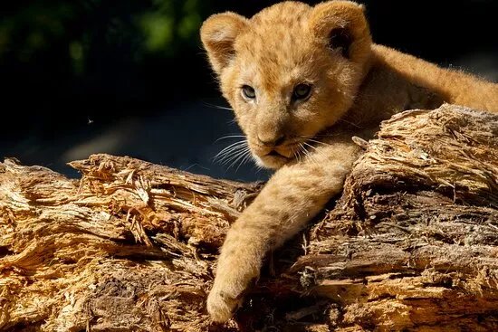 Safari Park Dvur Kralove