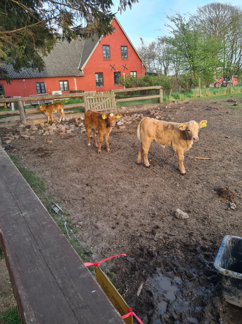 Bedstemor Ann's Besogs Bondegard