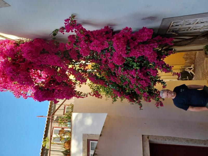 Proa d’Alfama Guest House