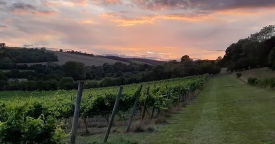 Daws Hill Vineyard