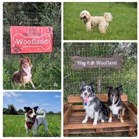 Woofland Dog Park