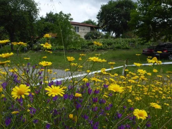 Algueira winery