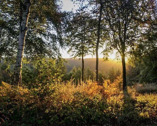 Dalby Forest