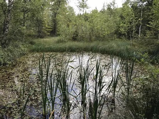 Reserve Naturelle des Tourbieres