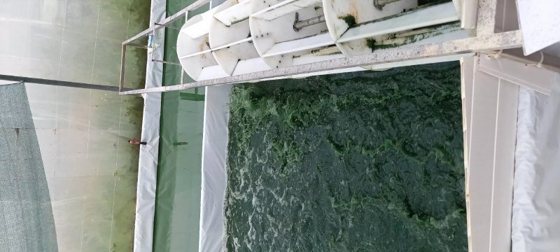 Spiruline Des Olonnes