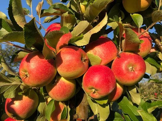 Karensminde Frugtplantage