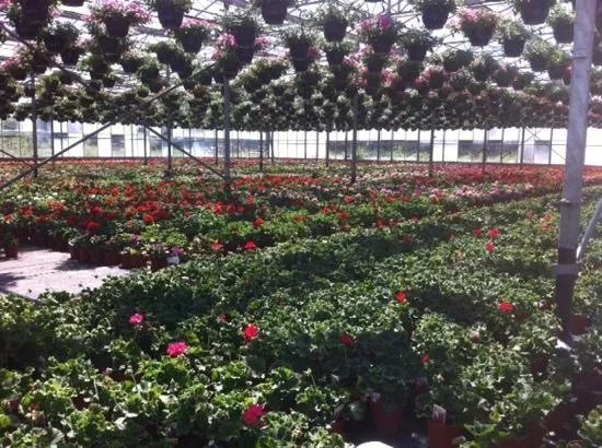 Pinewood Nurseries Farm Shop & Cafe