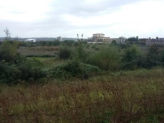 Cardiff Bay Wetland Reserve