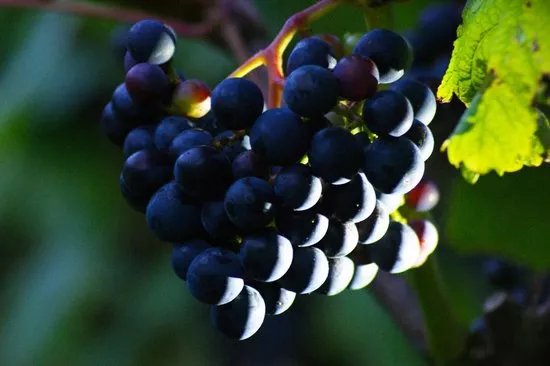 Quance Wines