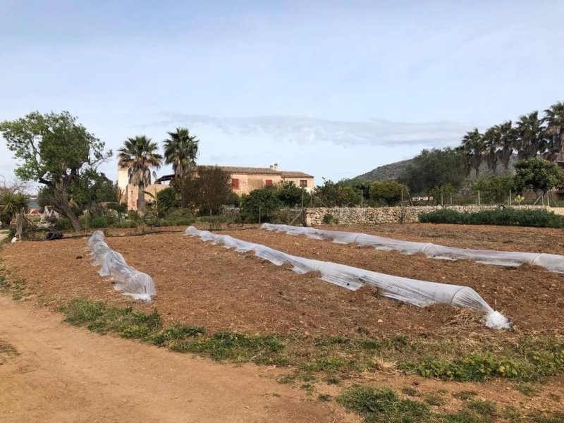 Finca Ses Cases Noves