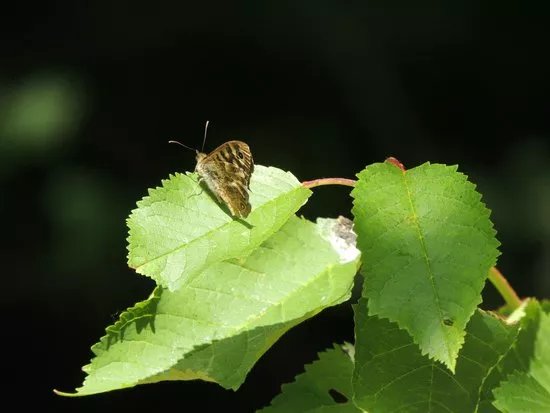 Belfairs Wood, Park and Nature Reserve