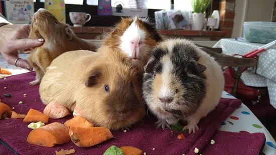 Cavies & Cake