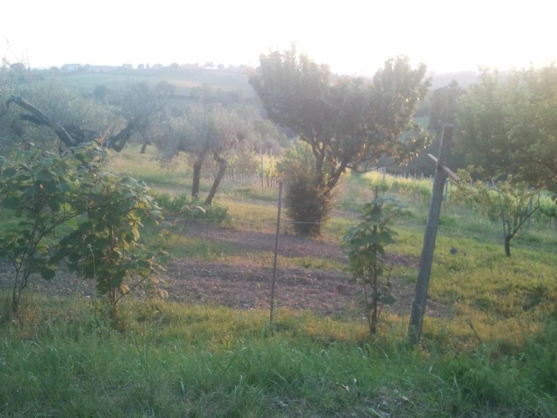 Azienda Agricola Fontecolle