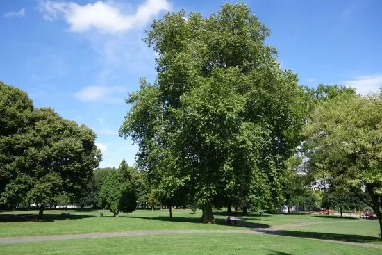 Jardin des Alees