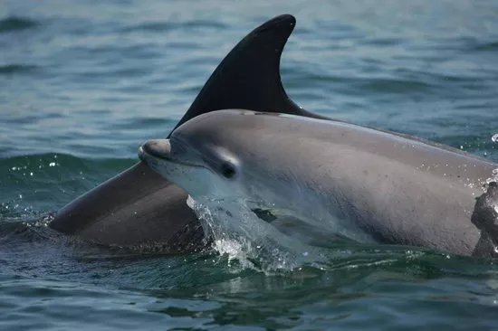Dolphinwatch