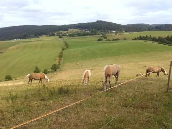 Haflingergestut Meura