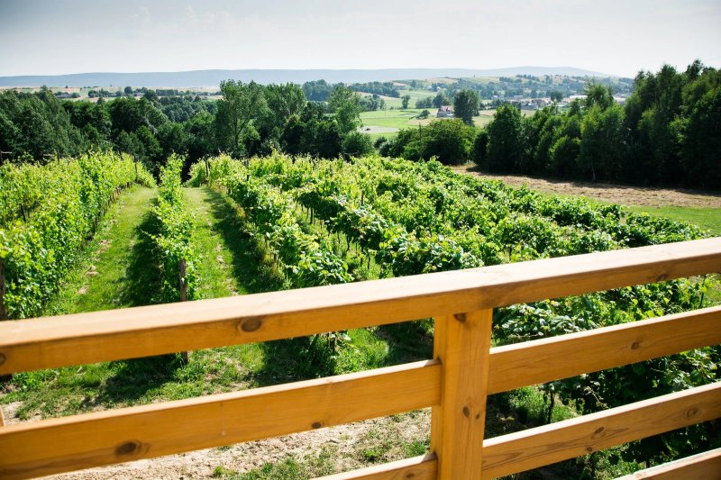 Winnica nad Źródłem - Domki w Winnicy
