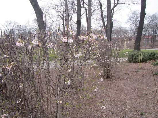 Chotek Gardens