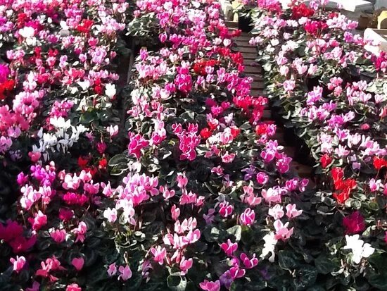 Victoria Farm Garden Centre