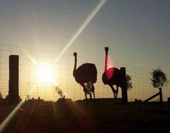 Struisvogelboerderij Schobbejaks Hoogte