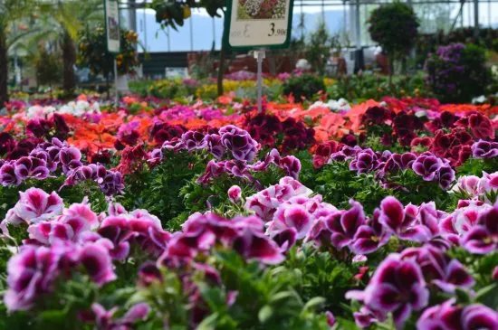 Greenhouse Garden Center