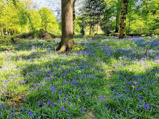 Joel Park & Holt Copse
