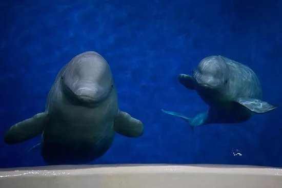 SEA LIFE Trust Beluga Whale Sanctuary