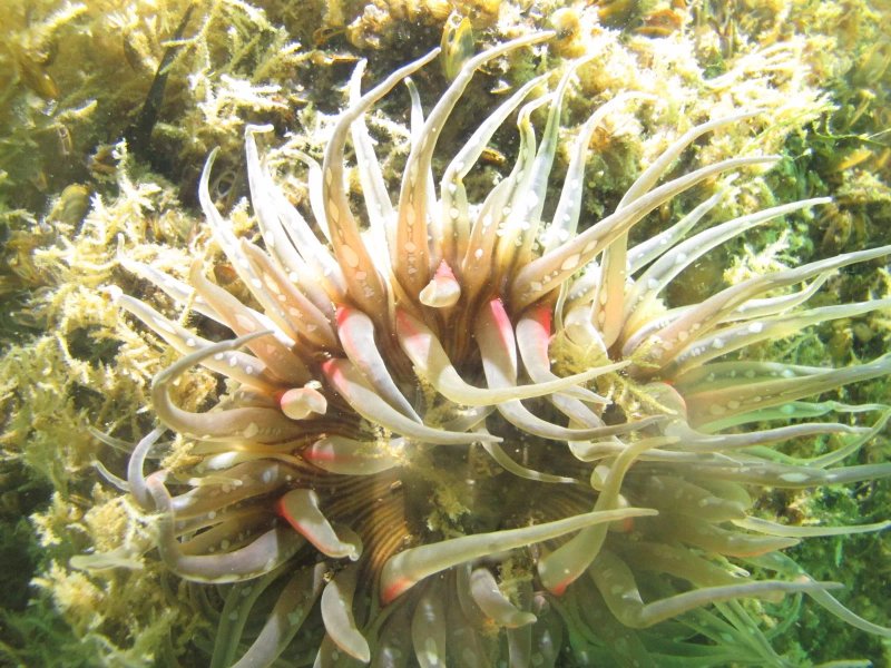 Les Aquanautes