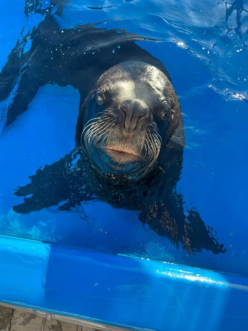 Sealion Adventure Park Susel