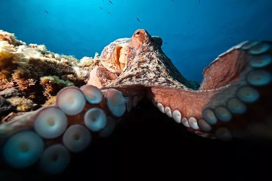 Diving Menorca
