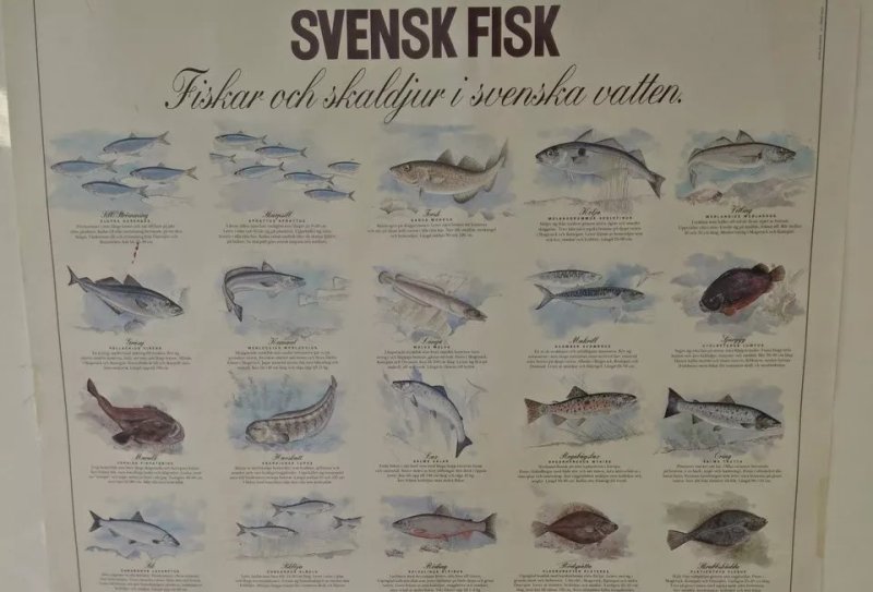 Morgans Fisk