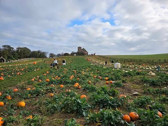 St Abb's Pumpkin Patch