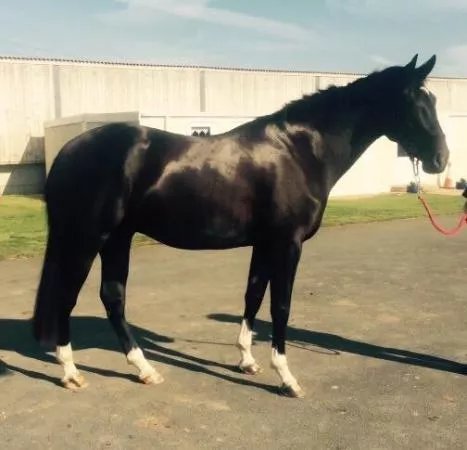 Mill House Riding Centre