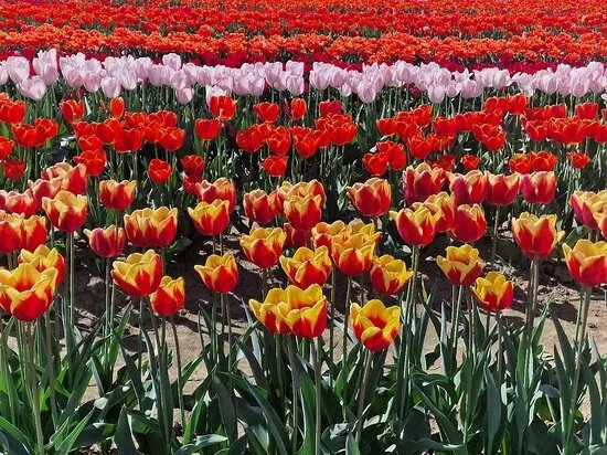 Tulipark