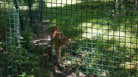 Luchs-Schaugehege Rabenklippe