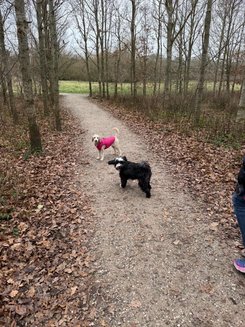 Solbjerg Hundepark