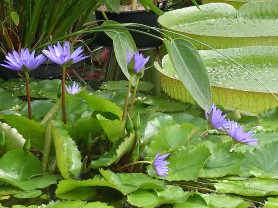 Dresden Botanical Gardens