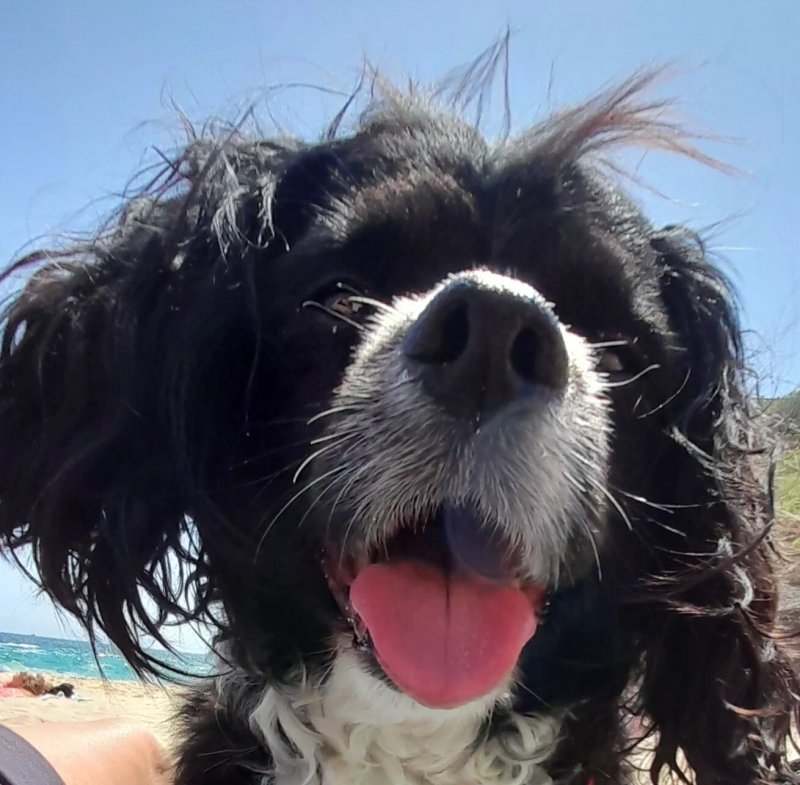 TRENWITH BRIDGE COTTAGE, pet friendly, with open fire in St Ives