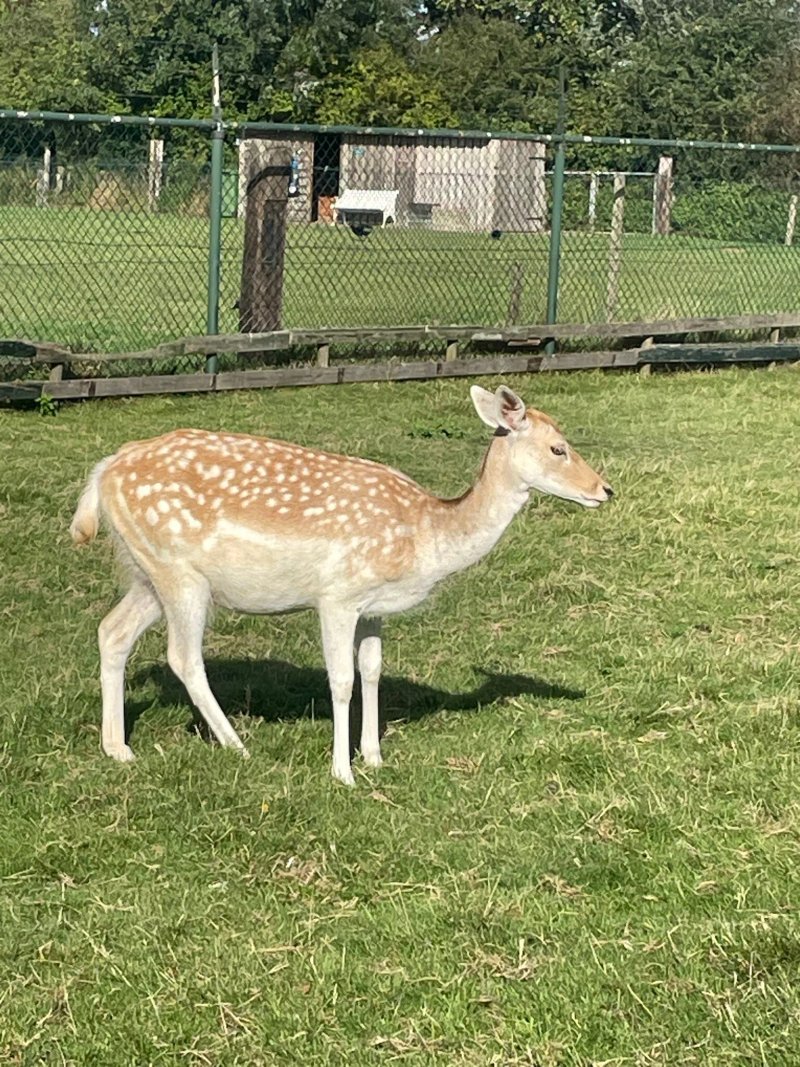 Dorpscamping Gemert