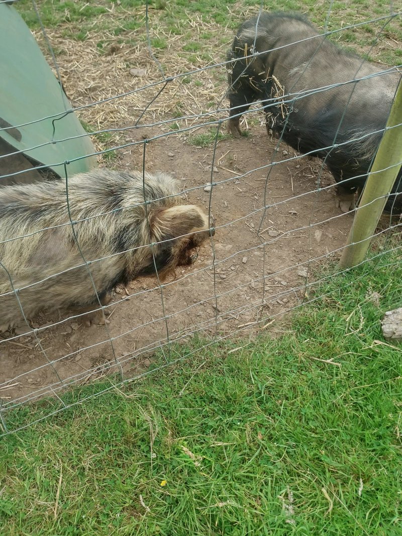 The Idlewild Animal Sanctuary