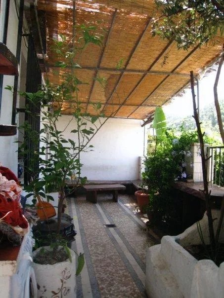 Rambutan