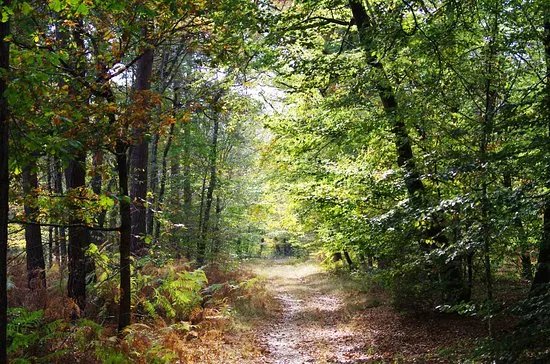Fontainebleau Forest (Foret de Fontainebleau)