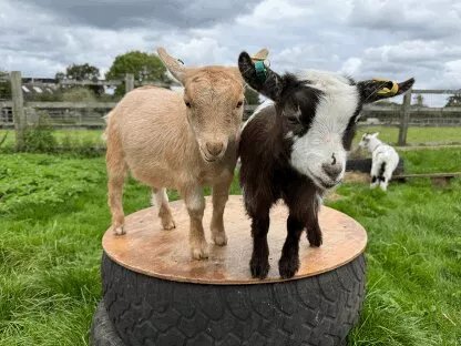 Little Goats At Brockenhurst