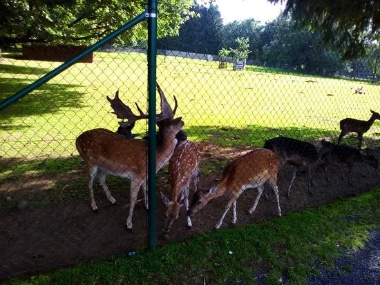 Wildpark