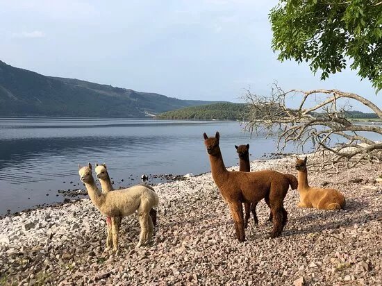 Loch Ness Alpacas