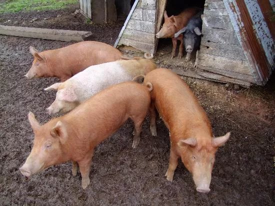 Burnhead Farm