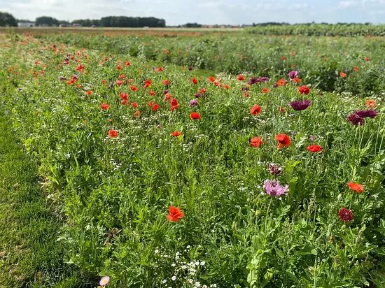 Pluktuin Hellevoetsluis: Leijnes Plukland